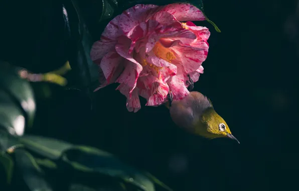 Picture leaves, light, flowers, the dark background, bird, pink, Camellia, Japanese white-eye