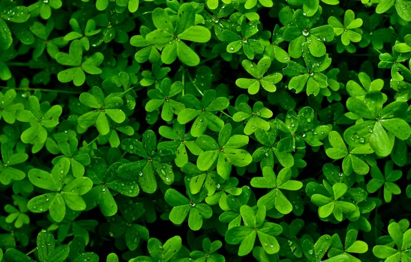 Picture leaves, drops, Rosa, plant