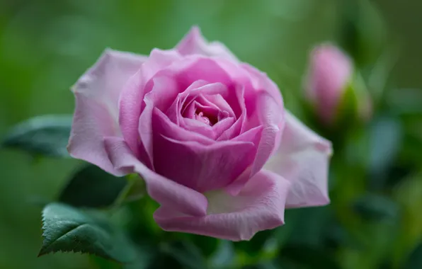 Picture macro, pink, rose, petals, bokeh