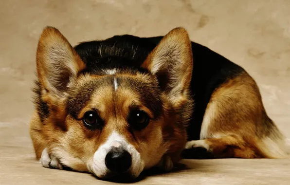 Dogs, dog, cute, beautiful, cutie, beautiful, breed, pedigree