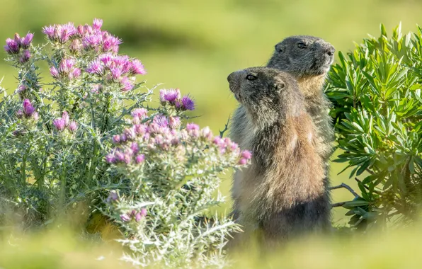 Flowers, pose, pair, a couple, two, marmot, marmots, two Groundhog