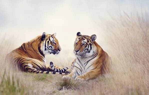 Picture animals, nature, tiger, pair, tigers