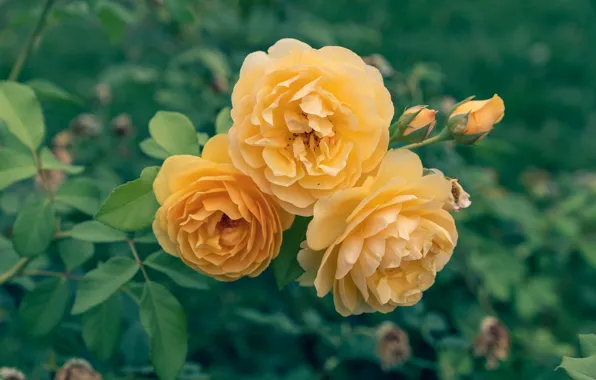 Flower, flowers, rose, roses, yellow, garden, trio