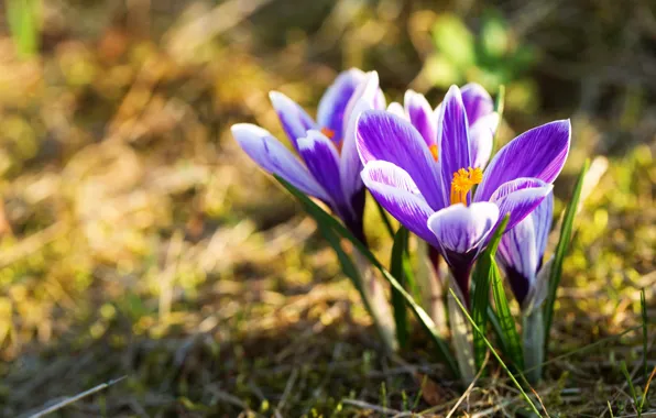 Macro, light, flowers, glade, spring, crocuses, lilac, bokeh