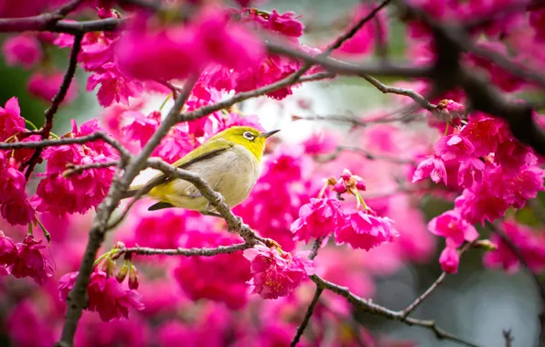 Flowers, bird, spring, Sakura