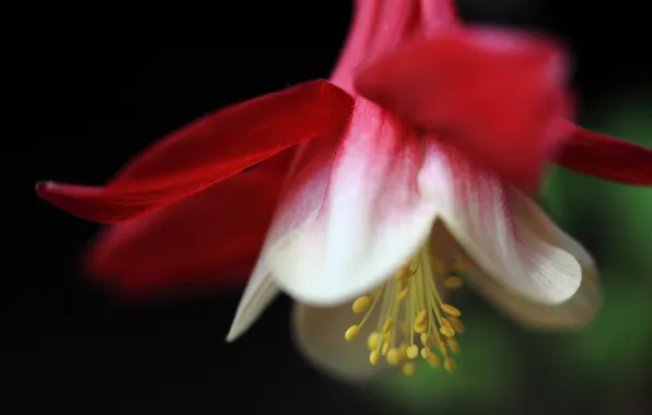 Macro, flowers, nature