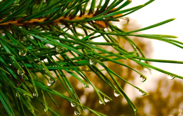 Greens, drops, macro, rain, tree, spruce, pine