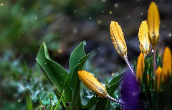 Drops, flowers, crocuses