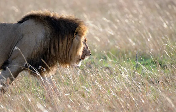Nature, background, Leo