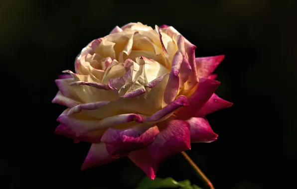 Macro, background, rose, petals