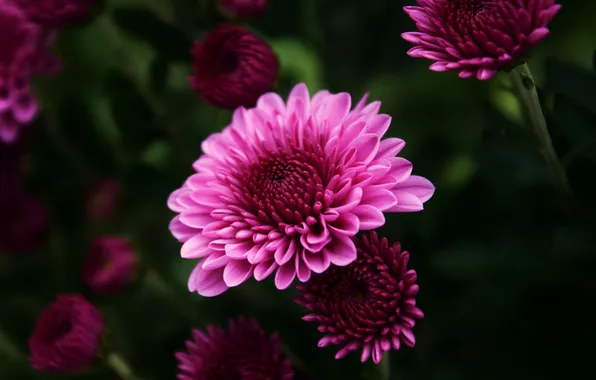 Picture macro, flowers, pink, chrysanthemum
