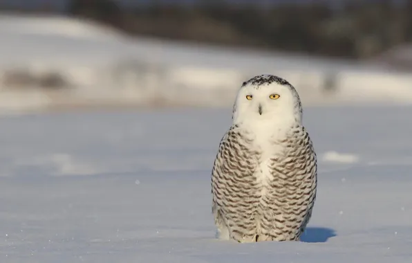 Picture winter, white, look, snow, nature, background, animal, owl
