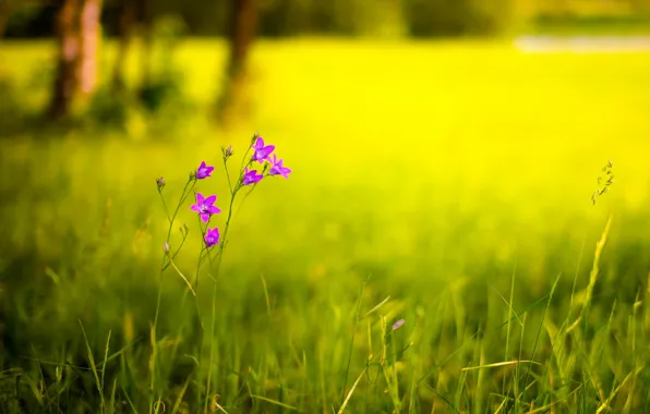Picture field, flower, summer, nature