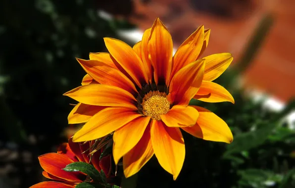 Flower, summer, light, orange, bright, the dark background, garden, gazania
