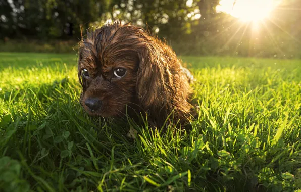 Greens, grass, look, the sun, rays, light, nature, glade