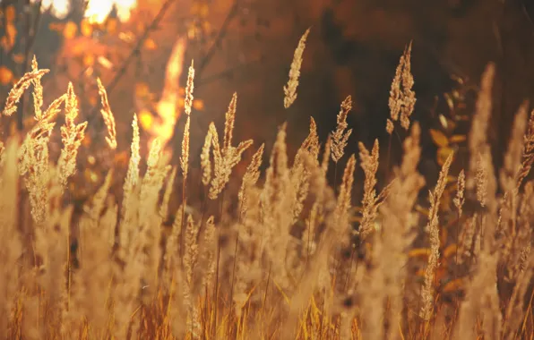 Field, autumn, the sun, light, landscape, nature, gold, ears