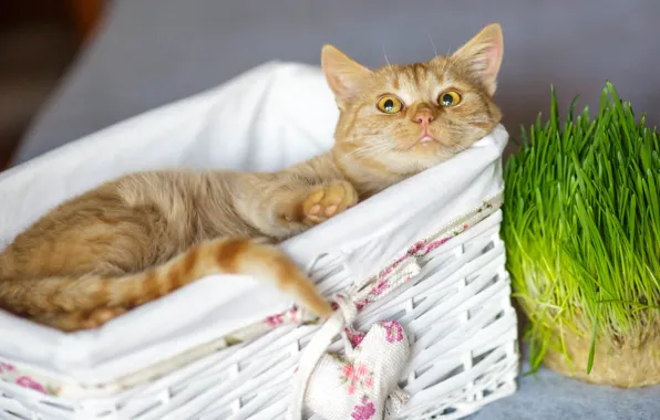 Cat, grass, cat, look, happiness, relax, sweetheart, muzzle