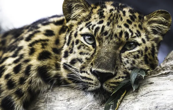 Stay, predator, leopard