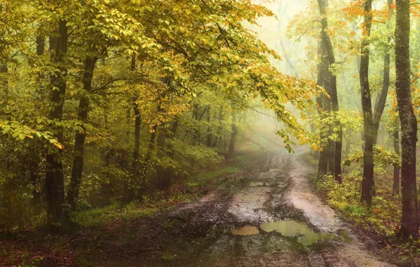 Road, forest, the sun, foliage, puddles