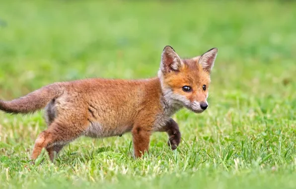 Picture greens, grass, Fox