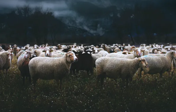 Picture summer, mountains, nature, fog, the dark background, sheep, the evening, pasture