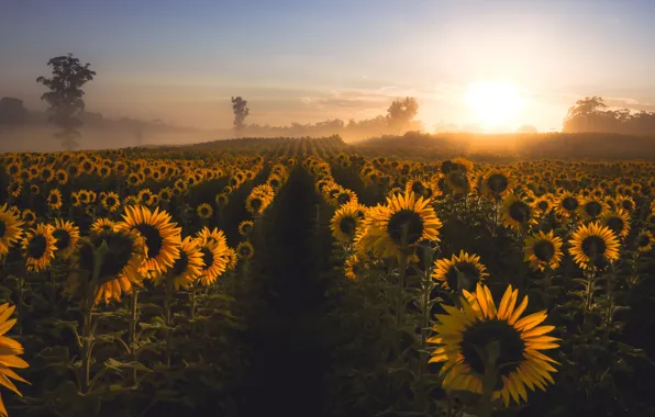 Picture sunflowers, fog, morning