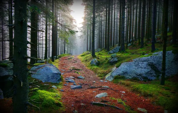 Picture road, forest, stones, of priod