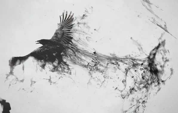 Bird, black, trail, Raven