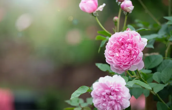 Nature, Rose, Bush, Summer, Flowering