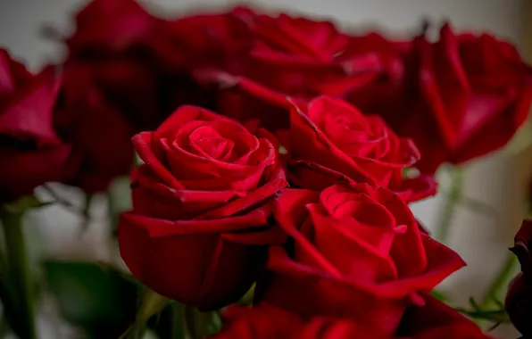 Bouquet, Roses, buds