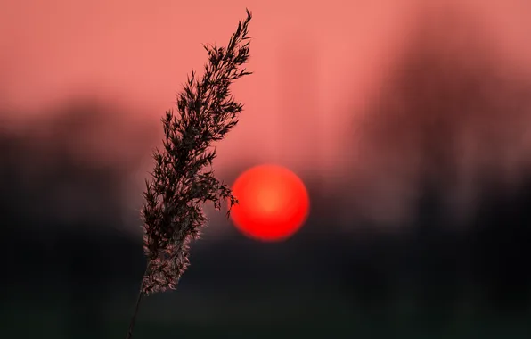 Picture grass, the sun, macro, sunset, plant, silhouette