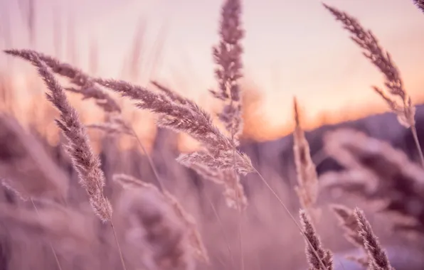 Grass, sunset, Russia, Ekaterinburg, warm