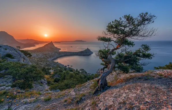 Picture sea, landscape, mountains, nature, tree, rocks, coast, Crimea