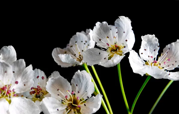 Flowers, spring, petals