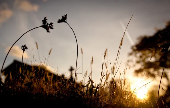 Summer, grass, the evening, spikelets, macro