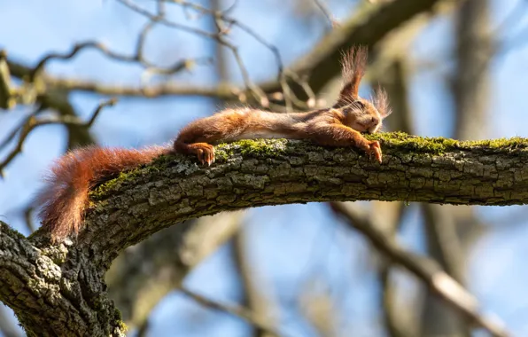 Picture trees, nature, pose, protein, lies, rodent