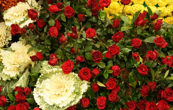 Flowers, beauty, dwarf rose