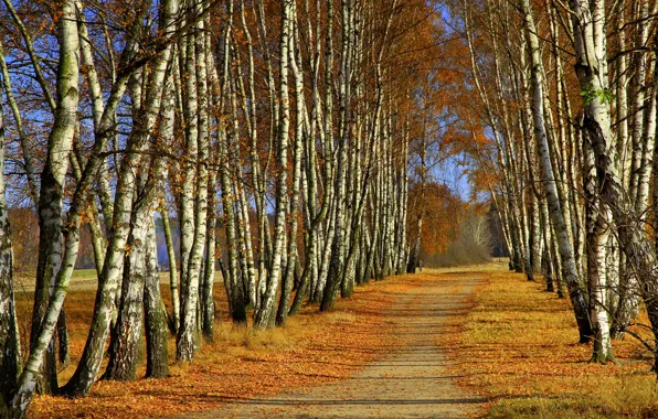 Picture autumn, trees, birch