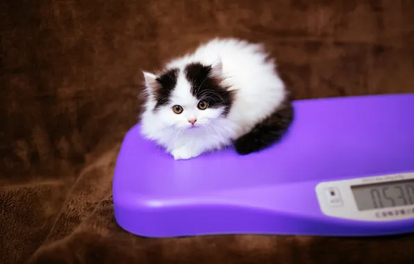 Cat, eyes, kitty, background, lilac, black and white, baby, fluff