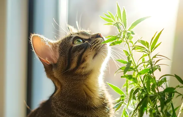 Cat, cat, pose, kitty, plant, window, face, looking up