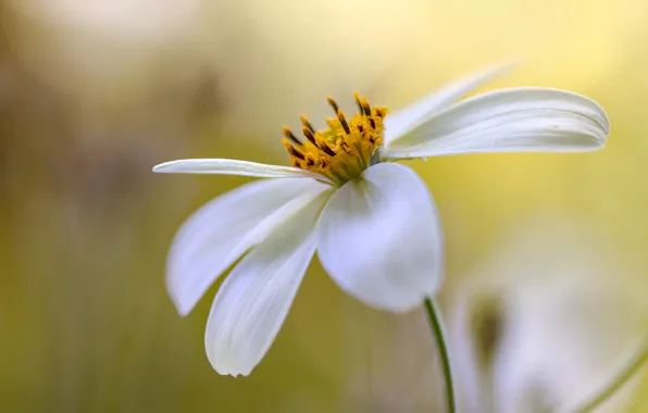Picture petals, bokeh, kosmeya, Bidens Cosmos