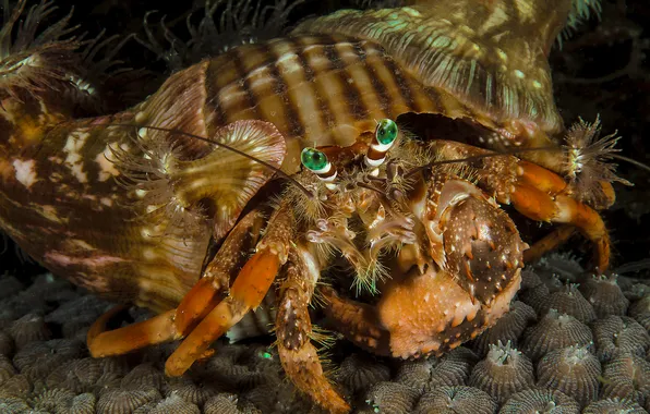 Sea, look, crab, underwater world, under water, shell, hermit crab, The hermit crab