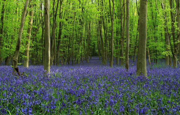 Picture forest, trees, flowers, glade, bells, alley