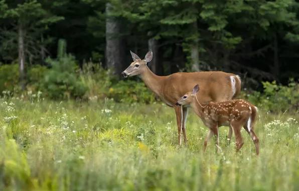 Field, forest, grass, nature, glade, deer, deer, fawn