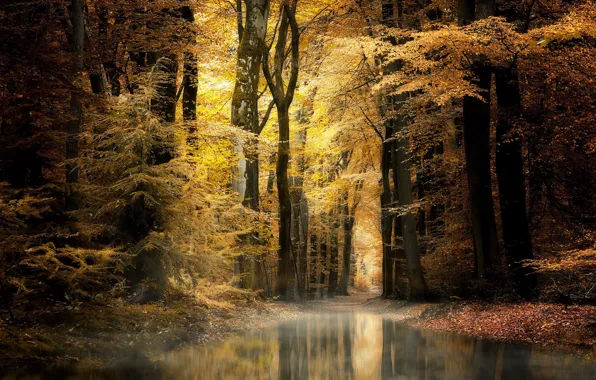 Autumn, forest, nature