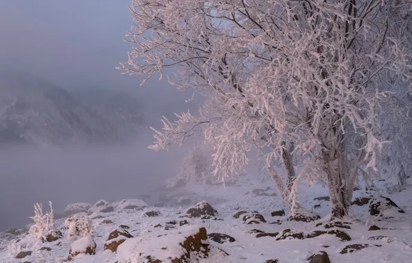 Picture winter, frost, snow, landscape, nature, fog, river, stones