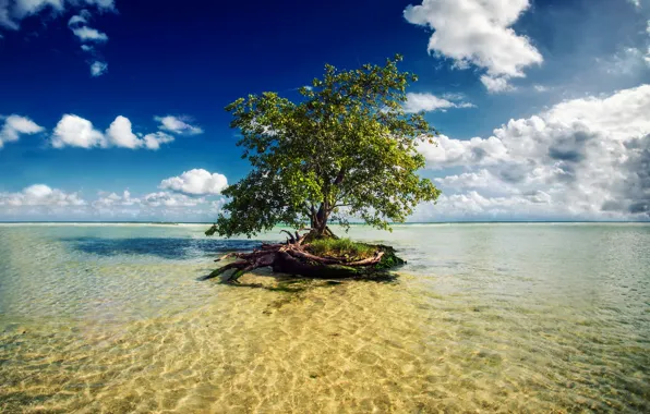 Sea, tree, Mexico, Mayan Riviera