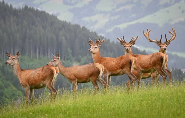Picture deer, mountains, nature, glade, the herd, field, landscape, grass