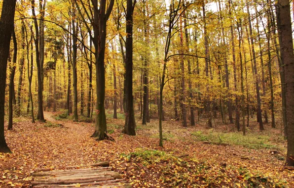 Autumn, leaves, trees, falling leaves, trees, autumn, leaves