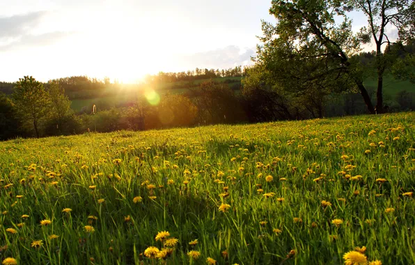 Forest, grass, the sun, rays, trees, flowers, glade, dandelions